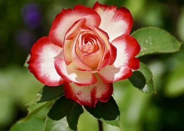 Życzenia z okazji Dnia Edukacji Narodowej