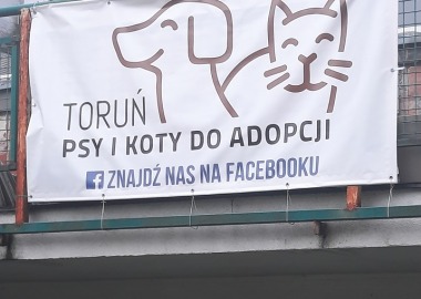 WIZYTA KLASY IIA W SCHRONISKU MIEJSKIM DLA ZWIERZĄT W TORUNIU